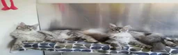 Maine Coon cats for sale: black smoke/silver polydactyl boy&girlTICAmaineco  - Advert 12