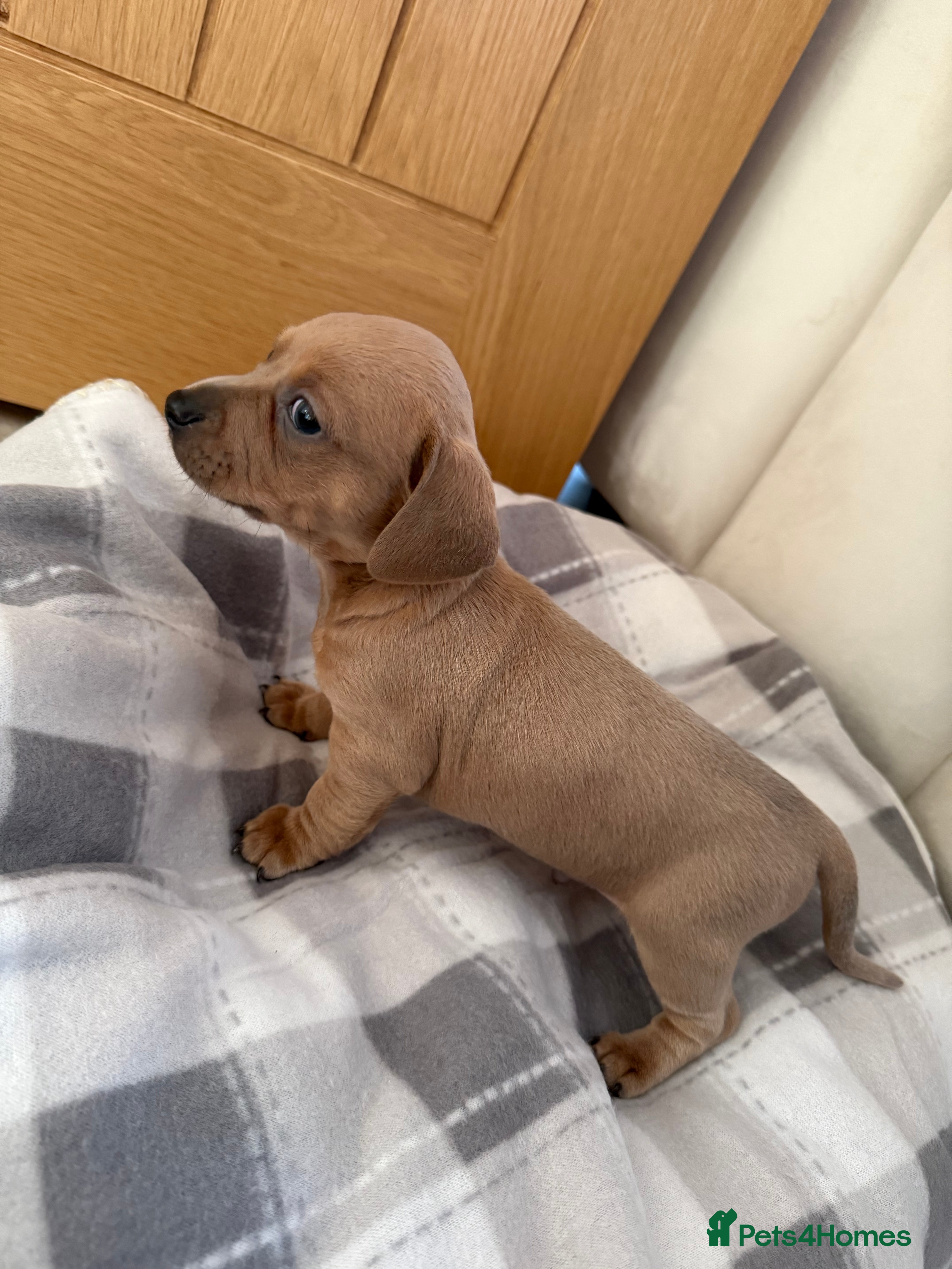 Chiweenie dogs Beautiful Chiweenie For sale - Advert 10