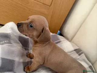 Chiweenie dogs Beautiful Chiweenie For sale - Advert 13