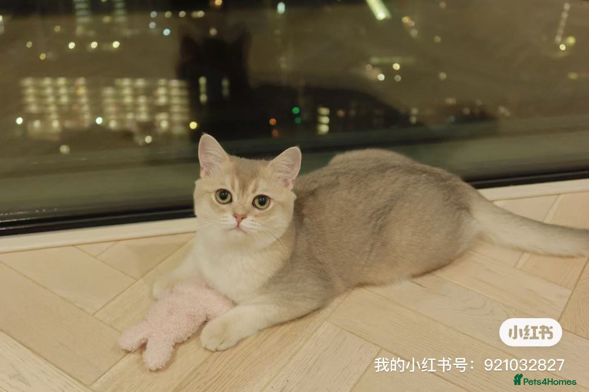 British Shorthair cats British Shorthair Blue Golden Kittens GCCF Line - Advert 1