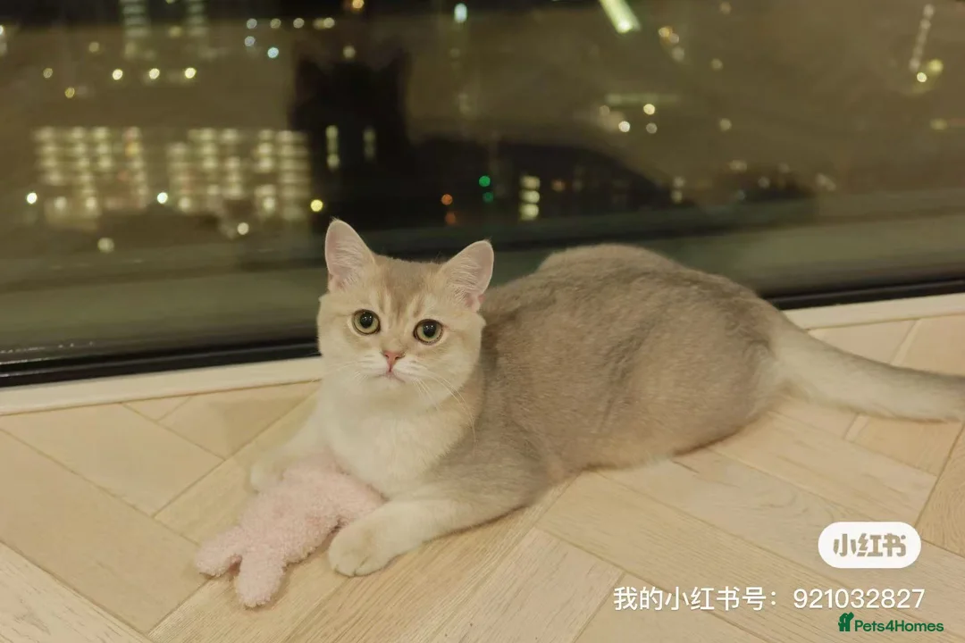 British Shorthair cats for sale: British Shorthair Blue Golden Kittens GCCF Line in London - Advert 1