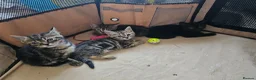 Mixed Breed cats for sale: Stunning Bombay Cross Kittens – Trained & Playful - Advert 11