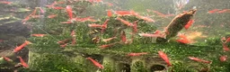 Shrimps fish for sale: Healthy Red Cherry Shrimp (Neocaridina)  - Advert 5