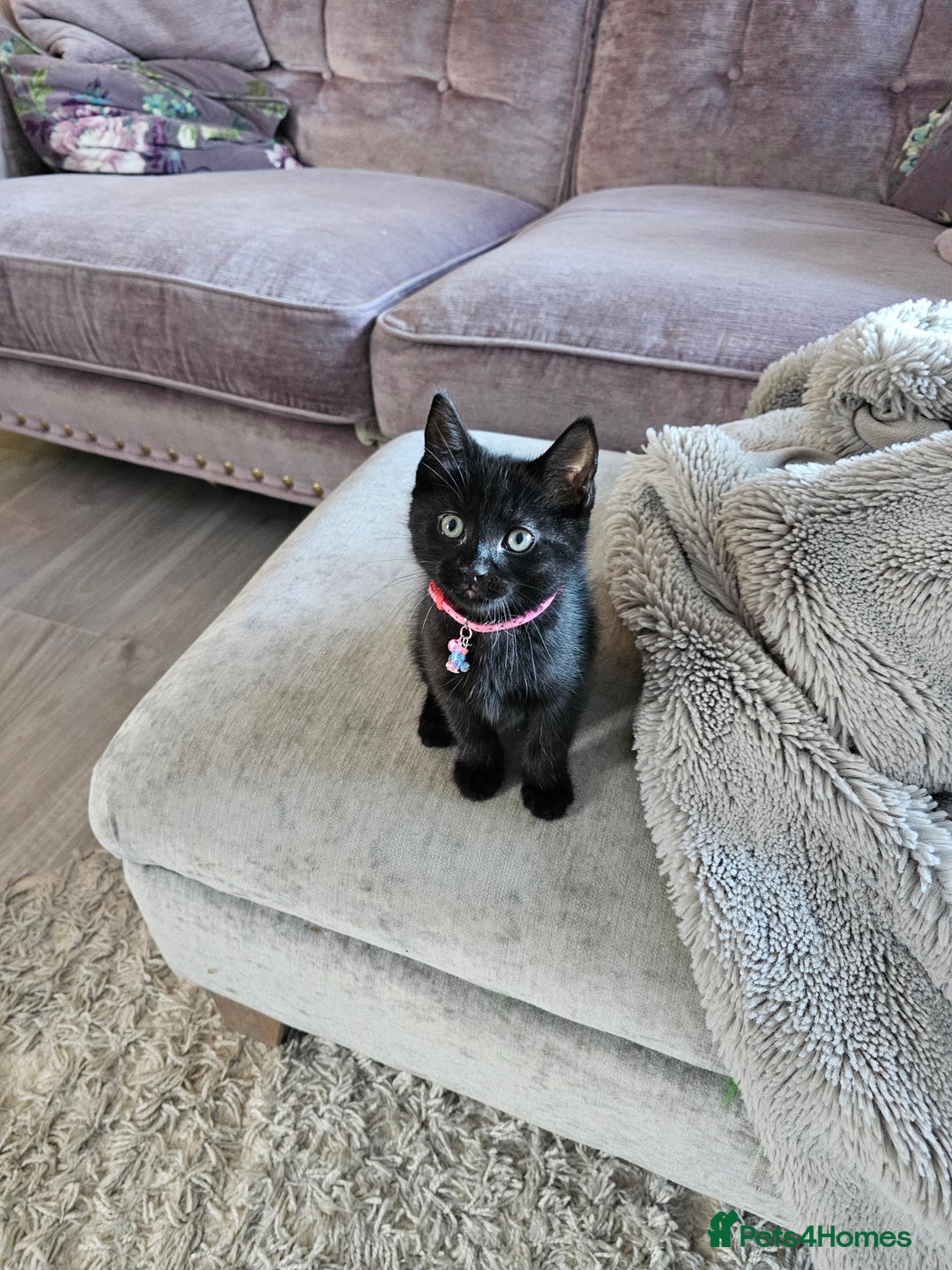 Ragdoll cats for sale: Ragdoll x Norwegian Forest Kittens - Advert 7