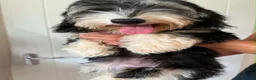 Mixed Breed dogs for sale: Mauxie-poo in Liverpool - Advert 8