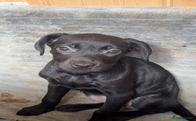 Mixed Breed dogs in Sunderland - Advert 9