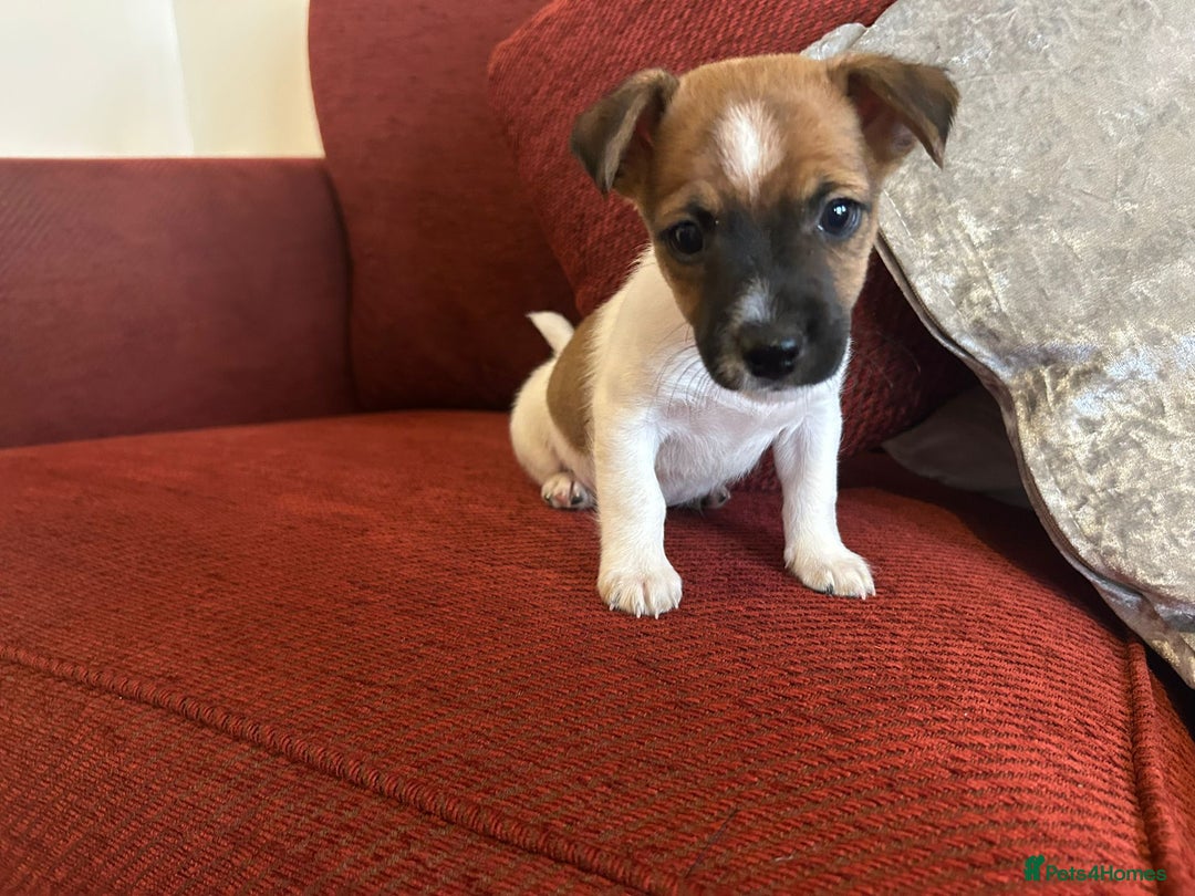 Jack Russell dogs for sale: Beautiful Jack Russel Puppies  - Image 10