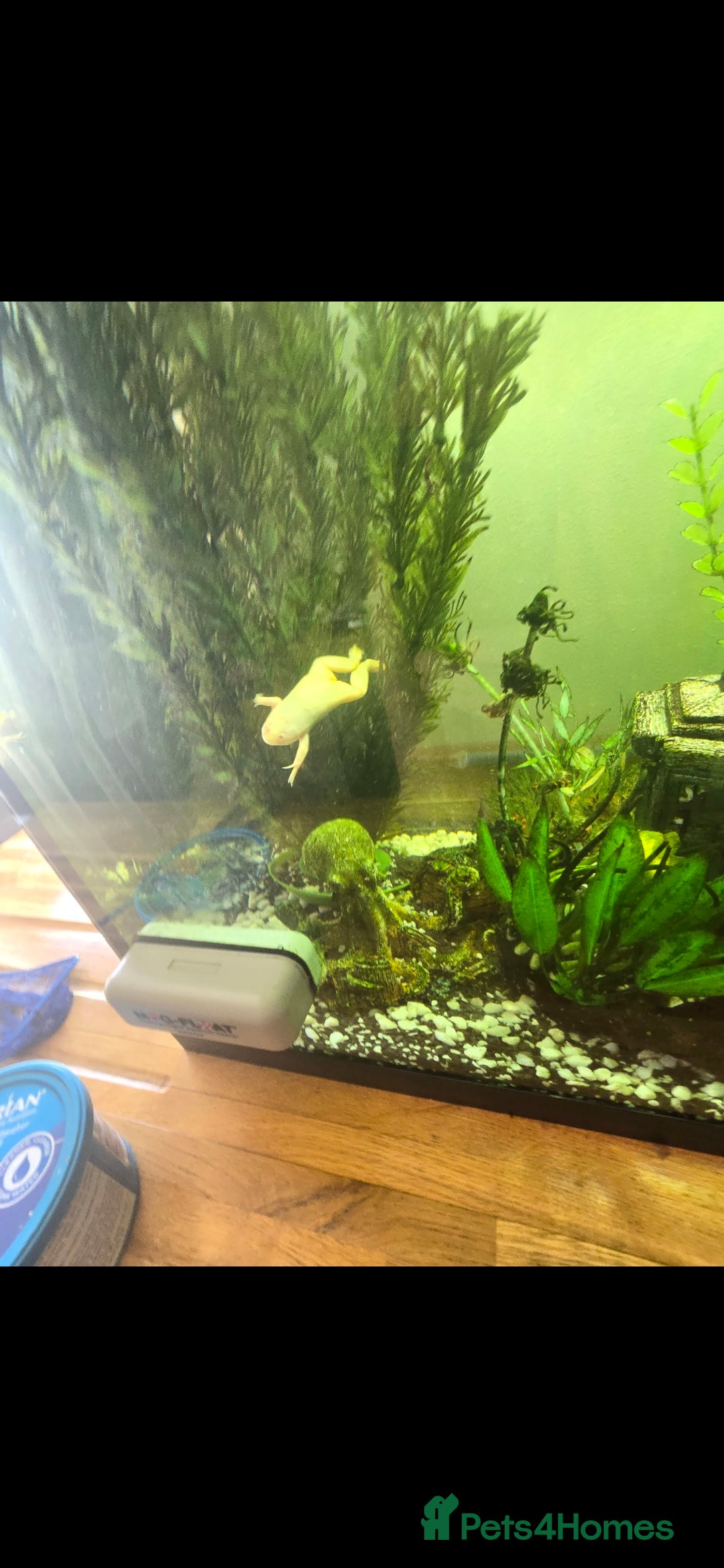 Frog reptiles for sale: 2 gorgeous fish tank frogs and a fish cleaner - Advert 4