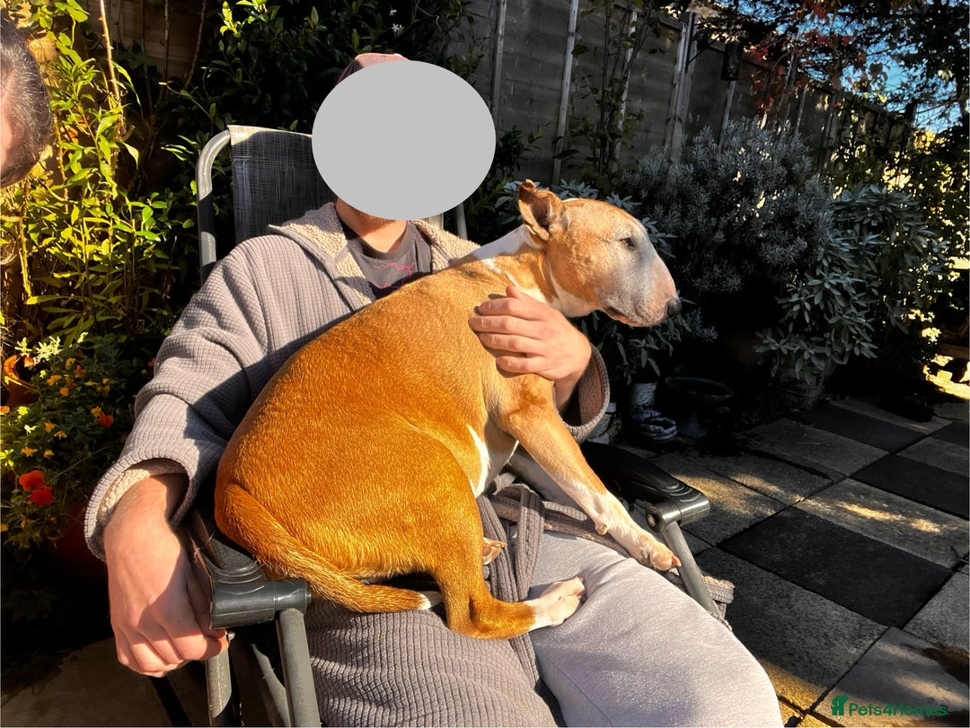 English Bull Terrier dogs for sale: Free English Bull terrier looking for a new home - Image 5