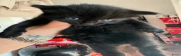 Mixed Breed cats for sale: 5 beautiful black fluffy kittens for sale  in Reading - Advert 8