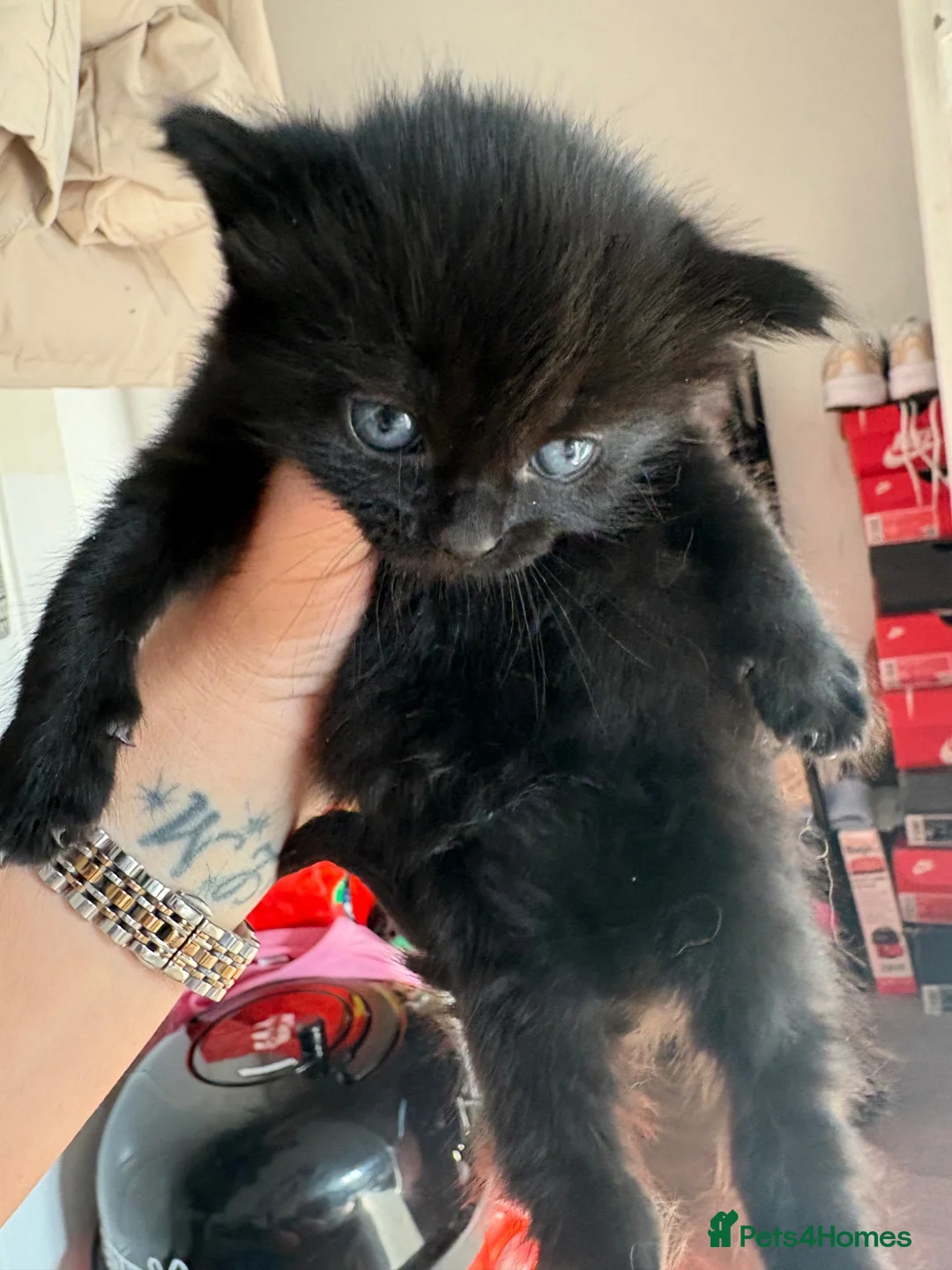 Mixed Breed cats for sale: 5 beautiful black fluffy kittens for sale  in Reading - Advert 8