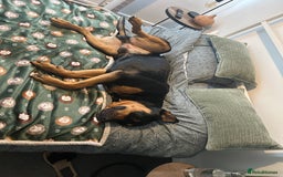 Mixed Breed dogs for sale: Beautiful dog needing forever home - Image 9