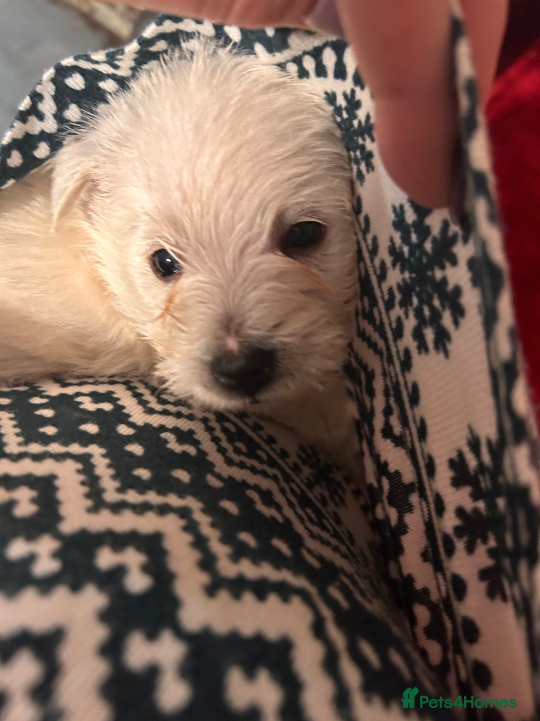 West Highland Terrier dogs for sale: West highland puppies - Advert 17