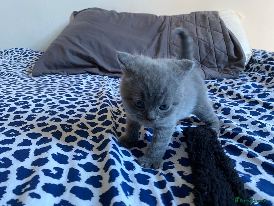Scottish Fold cats for sale: Scottish Fold kittens for sale 3 Girls 2 Boys  - Advert 13