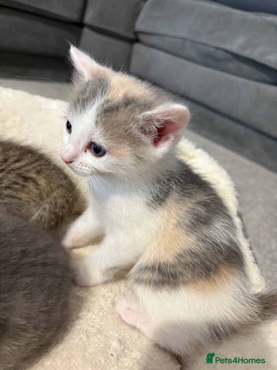 Mixed Breed cats for sale: Kittens for sale  - Image 8