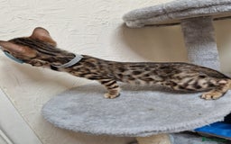 Bengal cats for sale: Pure Bred Male Bengal Kitten READY NOW - Image 2