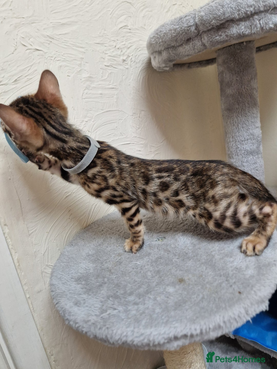 Bengal cats for sale: Pure Bred Male Bengal Kitten READY NOW - Image 2