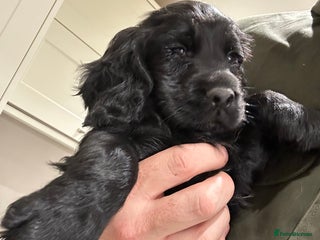 Cocker Spaniel dogs Exceptional KC Reg Working Cocker Spaniel Puppies - Advert 3