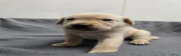 Labrador Retriever dogs for sale: Gorgeous labrador puppies for sale  in Thetford - Advert 5