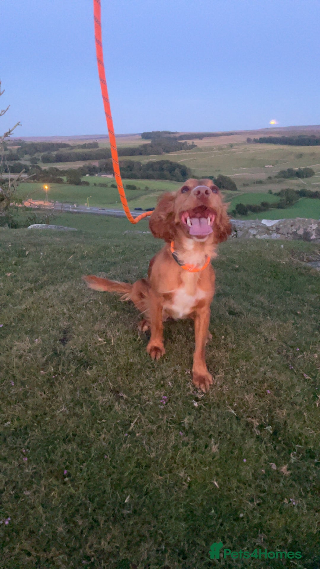 Cocker Spaniel dogs for sale: Stunning Working cocker spaniels  - Advert 20