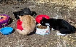 Mixed Breed cats for sale: Beautiful farm kittens  - Image 1