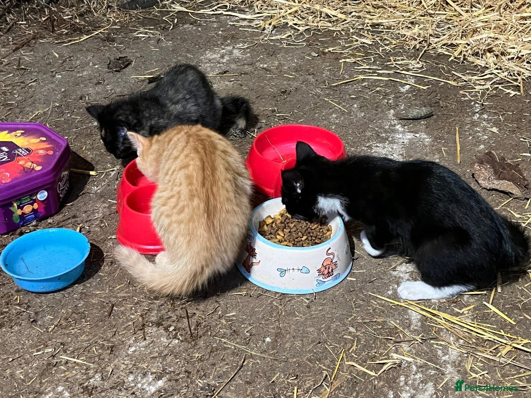 Mixed Breed cats for sale: Beautiful farm kittens  - Image 1