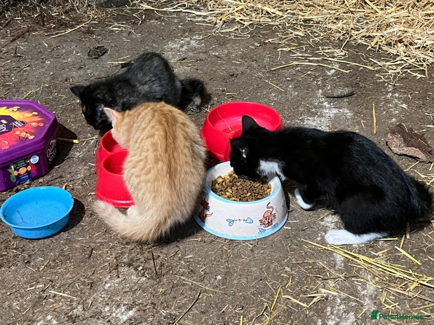 Mixed Breed cats - Advert 3