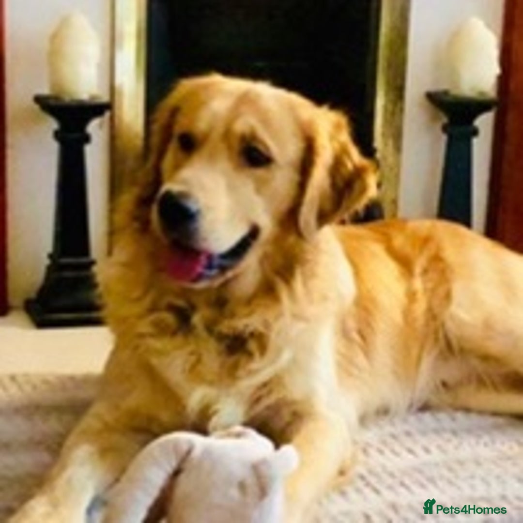 Golden Retriever dogs for stud: stunning dark golden stud in Bury Saint Edmunds - Advert 9