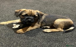 Border Terrier dogs for sale: Border Terrier Puppy For Sale - Image 1