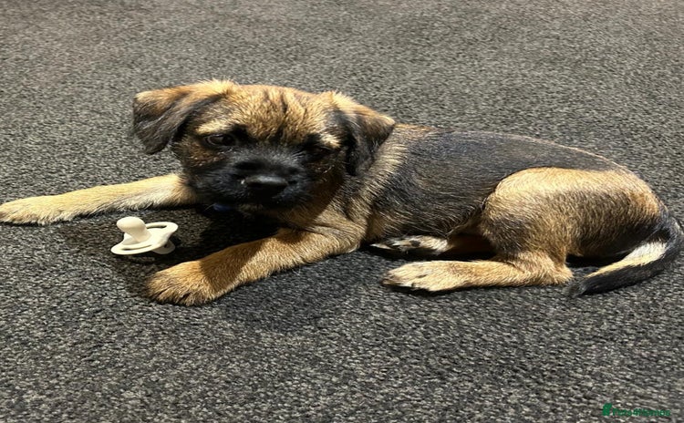 Border Terrier dogs - Advert 1