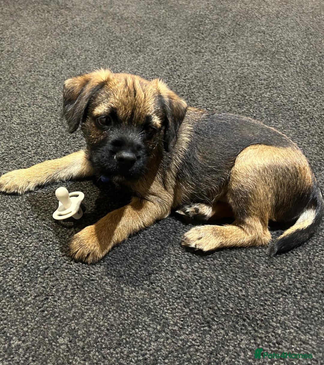 Border Terrier dogs for sale: Border Terrier Puppy For Sale - Image 1