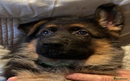 German Shepherd dogs for sale: KC Registered Pedigree German Shepherd Puppies - Image 6