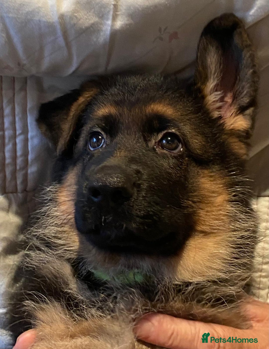 German Shepherd dogs for sale: KC Registered Pedigree German Shepherd Puppies - Image 6