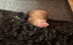 Cockapoo dogs for sale: Mirabelle's Enchanting Pups ✨ - Image 6