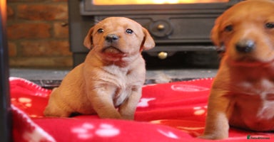 Labrador Retriever dogs 6 FOX RED LABRADORS  - Advert 15