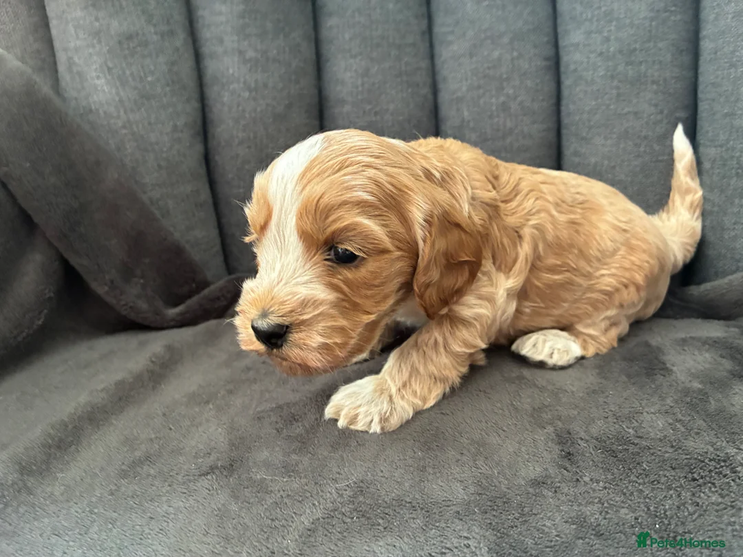 Cockapoo dogs for sale: Our beautiful cockerpoo babies  in Lingfield - Advert 9