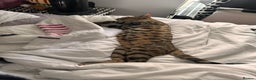 Bengal cats for sale: Bengal female  - Advert 4