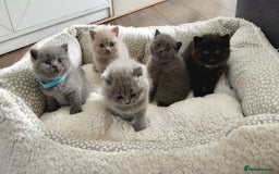 British Shorthair cats for sale: Stunning British short hair kittens  - Image 1