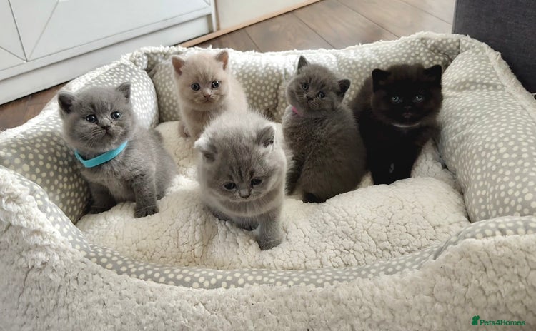British Shorthair cats - Advert 11