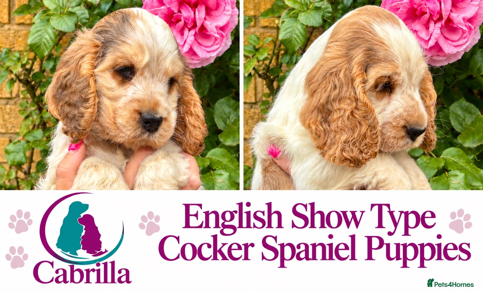 Cocker Spaniel dogs for sale: Champion Bloodlines Show Type Cocker Spaniels - Advert 1
