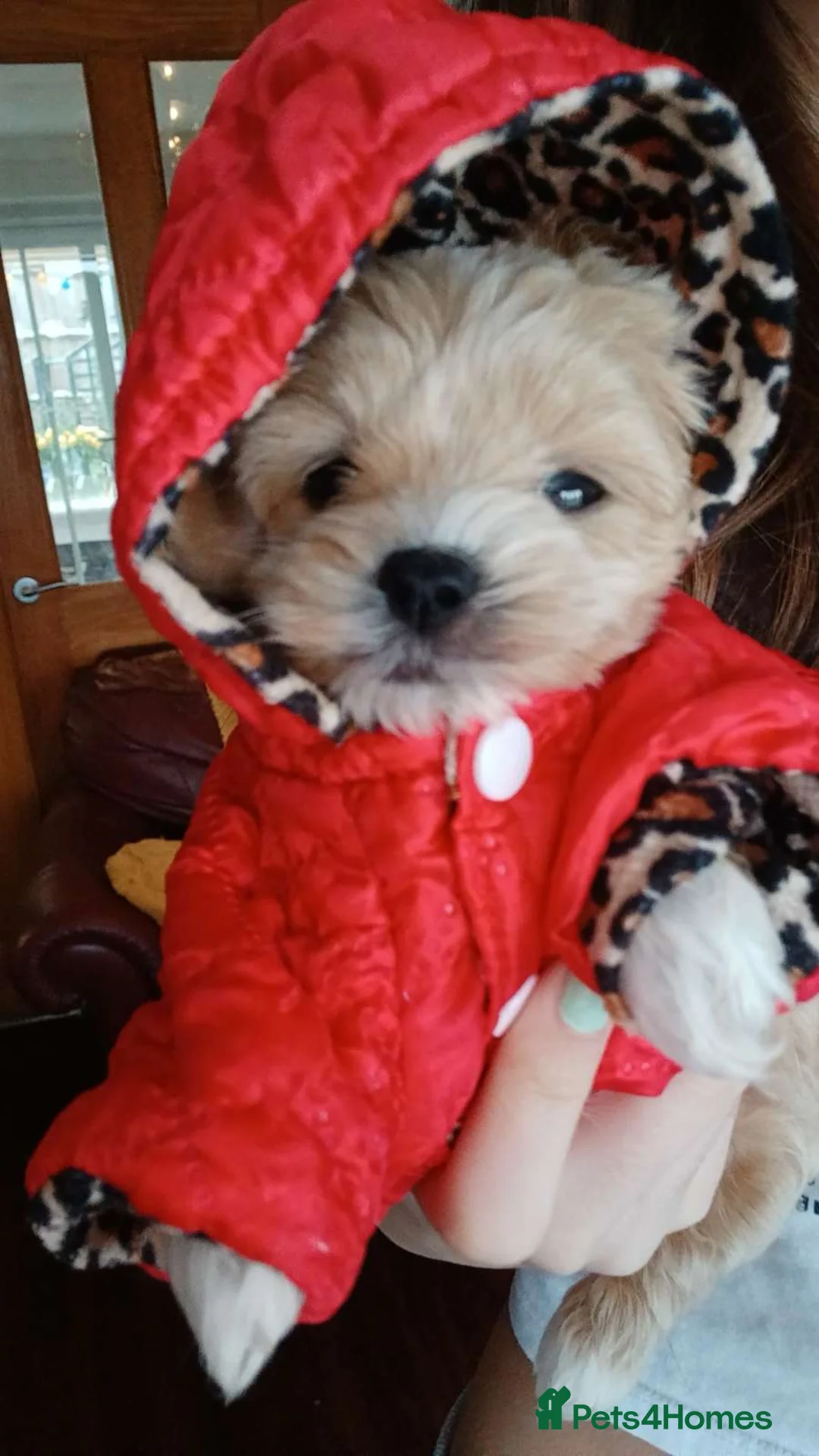 Maltipoo dogs for sale: Maltipoo puppies - Advert 2