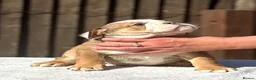 English Bulldog dogs for sale: ✨Purebred English Bulldog Pups✨ - Advert 8