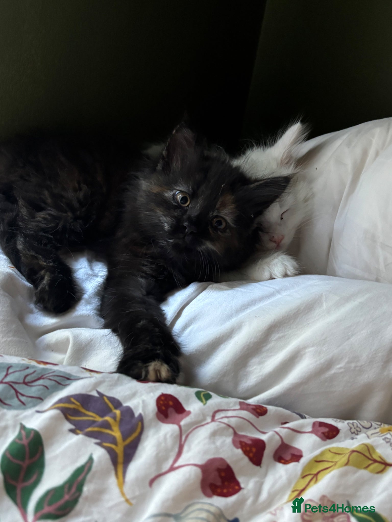 Norwegian Forest Cat cats I saved the best girl for last!  - Advert 12