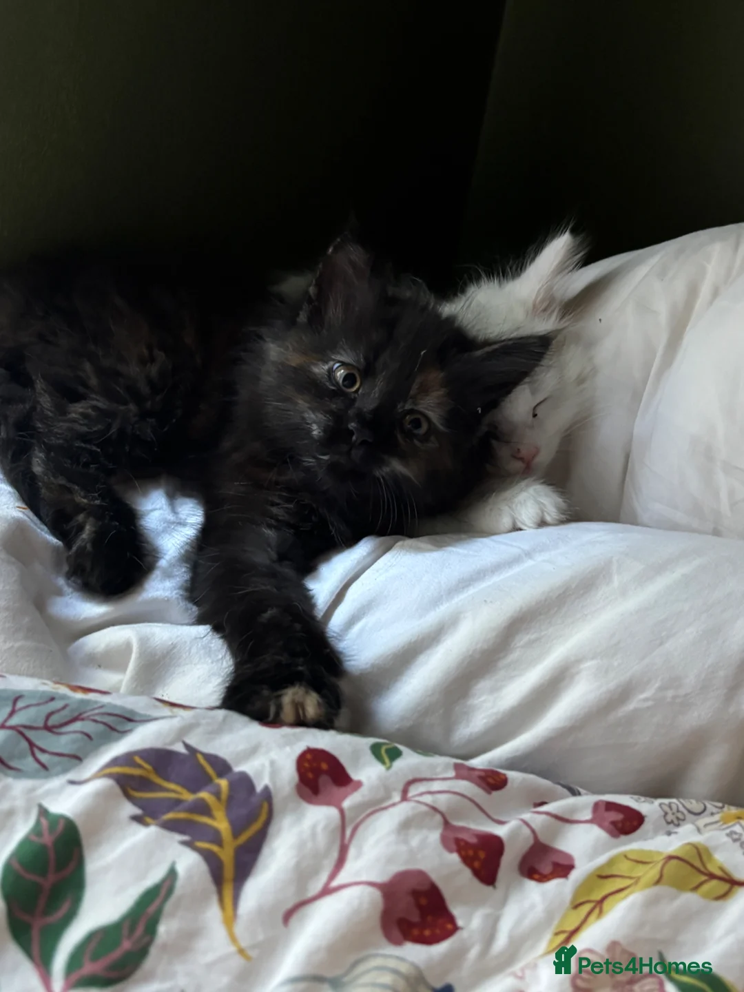 Norwegian Forest Cat cats for sale: I saved the best girl for last!  - Advert 1