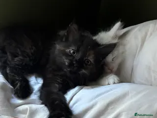 Norwegian Forest Cat cats I saved the best girl for last! - Advert 4