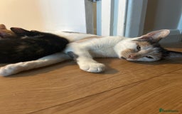 Mixed Breed cats for sale: Stunning mixed kittens  - Image 13