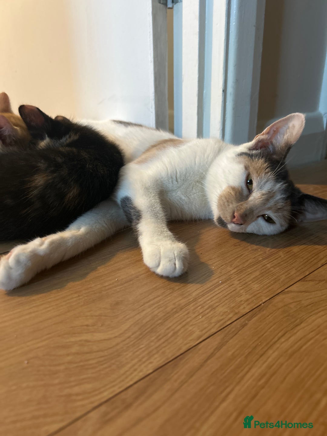 Mixed Breed cats for sale: Stunning mixed kittens  - Image 13