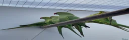 Ringnecks birds for sale: Indian Ringneck  - Advert 5