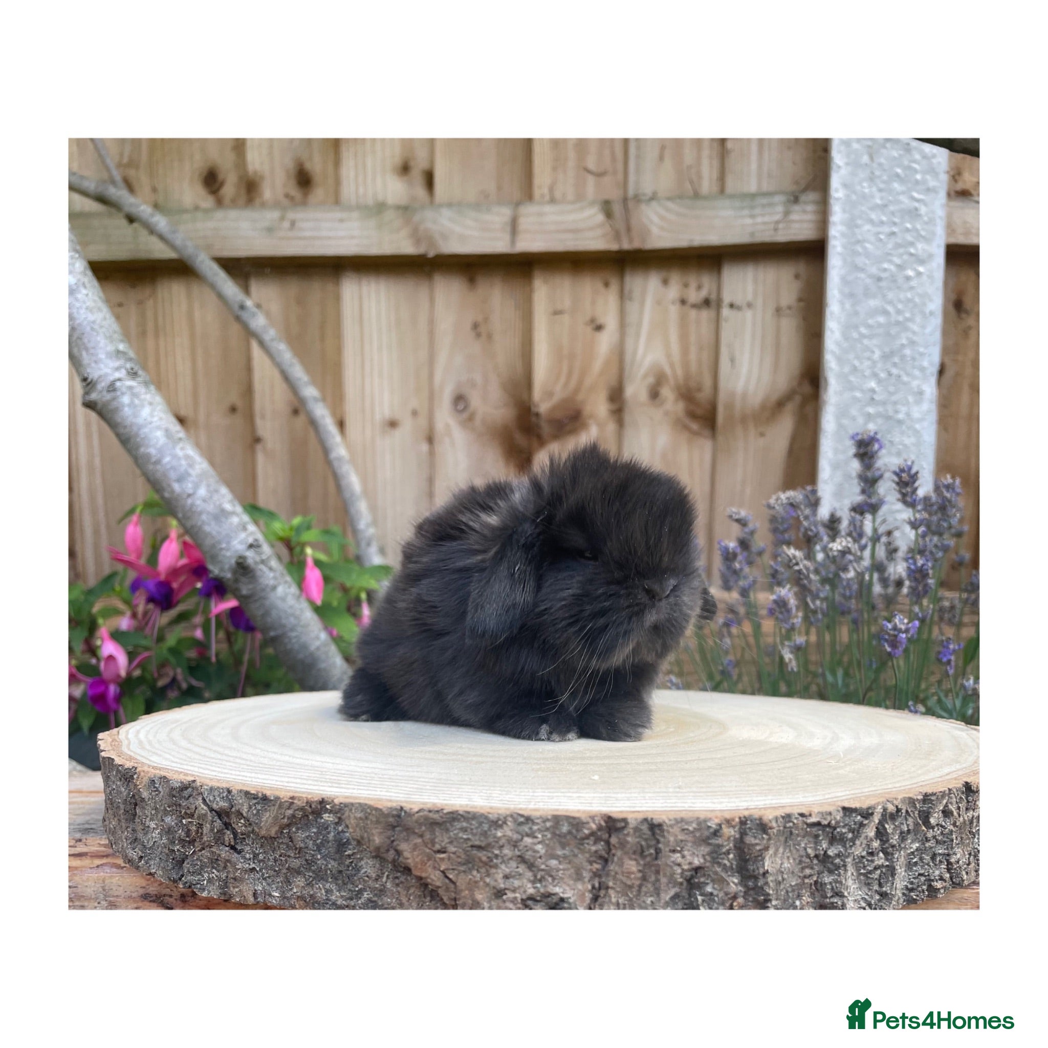Mini Lop rabbits Beautiful mini lops for sale  - Advert 1