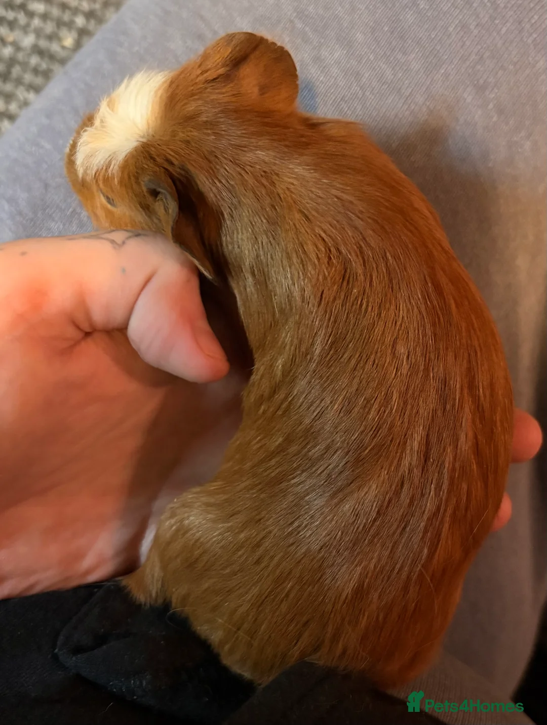 Guinea Pig rodents for sale: 3 male guinea pigs  - Advert 2